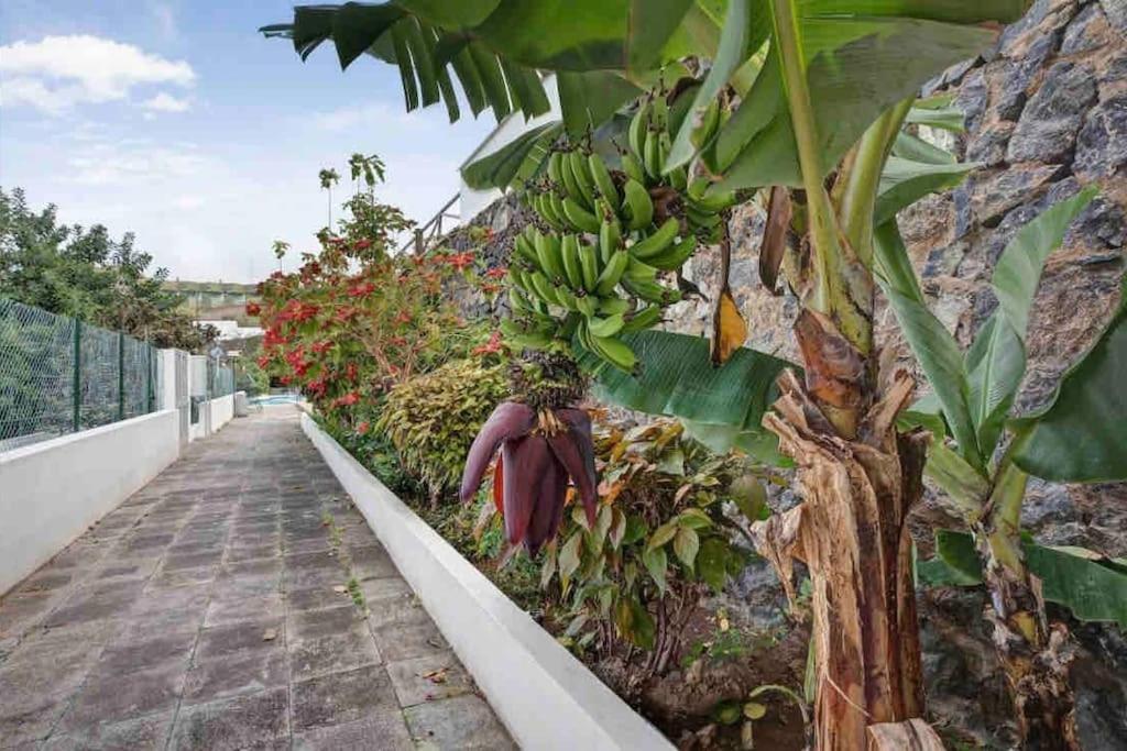Paradise Studio Belair Wifi, Piscina, Parking Puerto de la Cruz  Kültér fotó